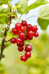 Fresh red currants hanging from green leaves in a vibrant garden, showcasing juicy berries with a natural background, emphasizing healthy organic produce and seasonal harvest