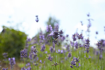 Lavender flowers blooming in a vibrant green field under a clear blue sky, showcasing the beauty of nature and the essence of tranquility and relaxation