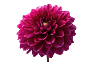 Close-up of a vibrant magenta dahlia (1)