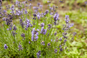 Lavender flowers blooming in a lush green garden, showcasing vibrant purple petals and delicate stems, creating a serene and tranquil outdoor atmosphere for relaxation and enjoyment
