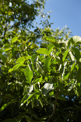 Walnut tree branches with vibrant green leaves against a clear blue sky, showcasing the beauty of nature and the richness of foliage in a serene environment