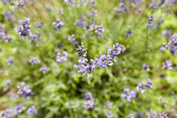 Close-up view of vibrant purple lavender flowers blooming in a lush green garden, showcasing...