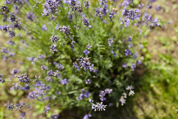 Lavender plant with vibrant purple flowers is blooming in a garden, surrounded by green foliage, showcasing the beauty of nature and floral growth in a sunny environment