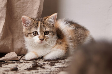 Adorable calico kitten with striking fur patterns is resting on a textured surface, surrounded by soft fabric and scattered debris, showcasing playful curiosity and charm