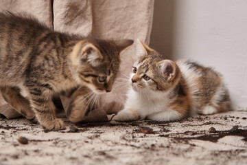 Obraz premium Two playful kittens exploring a cozy indoor environment, one with stripes and the other with a calico pattern, surrounded by soft textures and scattered litter, showcasing their curious nature