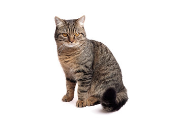 Domestic tabby cat with distinctive stripes and bright eyes, sitting gracefully on a white background, showcasing its playful yet calm demeanor and elegant posture