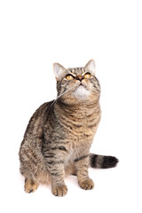 Domestic tabby cat with striking golden eyes, sitting gracefully and gazing upwards, showcasing its beautiful fur pattern and curious expression in a clean, minimalistic setting