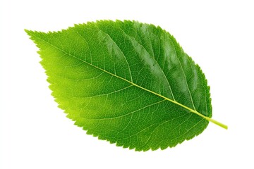 Obraz premium Close-up of a single vibrant green leaf