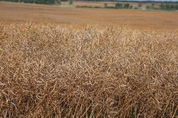 Kaliningrad, RUSSIA - July 27, 2022: Deutz-Fahr combine harvester cutting through tall rapeseed field