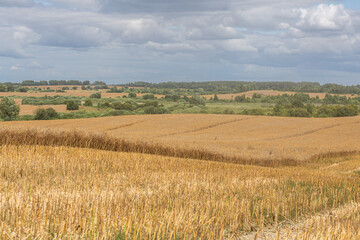Obraz premium Kaliningrad, RUSSIA - July 27, 2022: Deutz-Fahr combine harvester cutting through tall rapeseed field