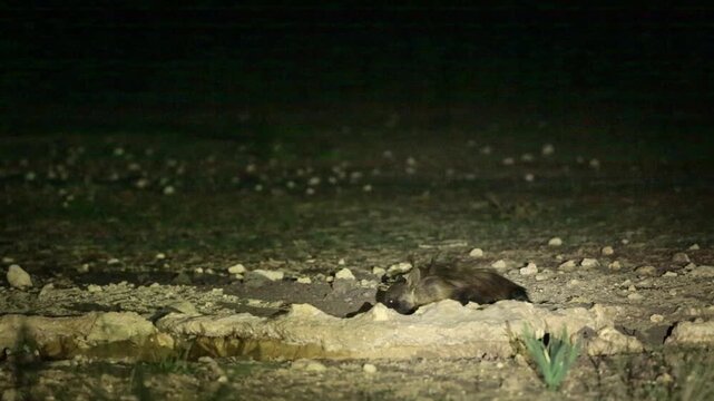 Brown hyena drinking in waterhole by night in Kgalagadi transfrontier park, South Africa; specie Parahyaena brunnea family of Hyaenidae