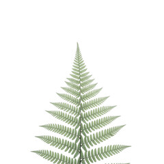 Obraz premium Botanical portrait of a fern frond against dark background, natural elegance