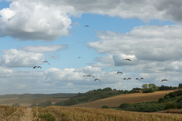 Kaliningrad, RUSSIA - July 27, 2022: harvesting winter rapeseed with a Deutz-Fahr combine
