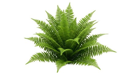 Fototapeta premium lush green fern plant perfect for landscaping designs botanical illustrations and naturethemed projects