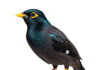 A striking common hill myna bird with iridescent plumage and bright yellow beak isolated on transparent background
