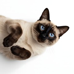 Funny Siamese Cat Begging with Front Paws Up