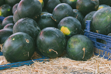 Fresh, organic watermelons stacked in blue crates on straw. The watermelons are round, dark green, and vary in size, showcasing local produce.