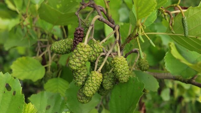 Slow zoom on a cluster of green, immature cones growing on an Alder tree branch in summer
