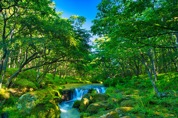 栃木県日光市　奥日光の戦場ヶ原を流れる湯川