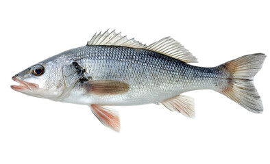 Fototapeta premium This detailed image of a fish showcases its vibrant scales and unique features, perfect for nature enthusiasts and aquatic life studies.