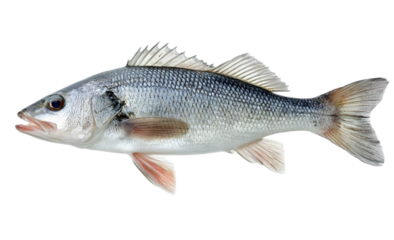 This detailed image of a fish showcases its vibrant scales and unique features, perfect for nature enthusiasts and aquatic life studies.