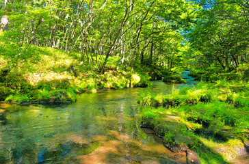 栃木県日光市　奥日光の戦場ヶ原を流れる湯川