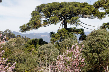 Vista da cidade de Campos do Jordão no Parque das Cerejeiras