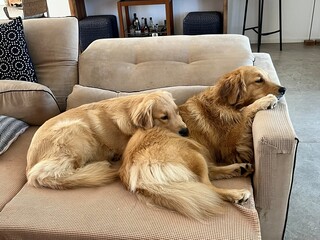 A foto é um retrato perfeito da raça Golden Retriever: amável, brincalhão, inteligente e cheio...