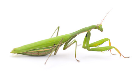 Green Praying Mantis Isolated on White