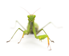 Green Praying Mantis Isolated on White