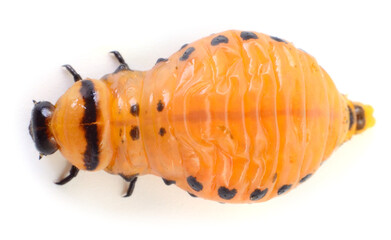 Colorado potato beetle larva isolated on white