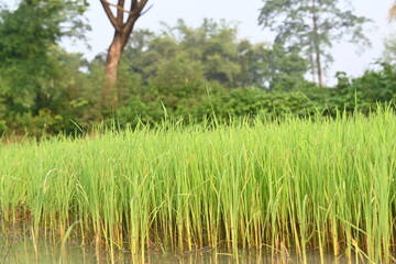 Rice nursery in the field. Growing rice nursery in the field before monsoon. paddy seedling in agriculture field. rice farming in India. Rice seedling. 