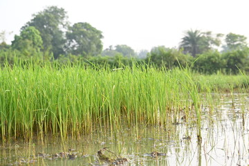 Rice nursery in the field. Growing rice nursery in the field before monsoon. paddy seedling in agriculture field. rice farming in India. Rice seedling. 