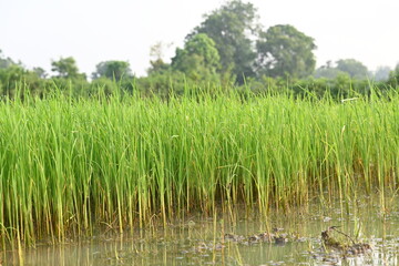 Rice nursery in the field. Growing rice nursery in the field before monsoon. paddy seedling in agriculture field. rice farming in India. Rice seedling. 