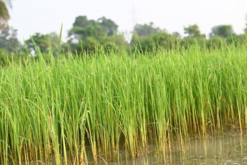 Rice nursery in the field. Growing rice nursery in the field before monsoon. paddy seedling in agriculture field. rice farming in India. Rice seedling. 