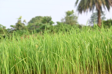 Rice nursery in the field. Growing rice nursery in the field before monsoon. paddy seedling in agriculture field. rice farming in India. Rice seedling. 