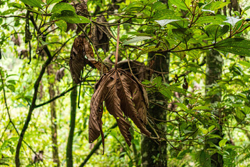 Hoja que resalta