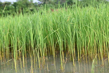 Rice nursery in the field. Growing rice nursery in the field before monsoon. paddy seedling in agriculture field. rice farming in India. Rice seedling. 