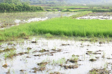 Rice nursery in the field. Growing rice nursery in the field before monsoon. paddy seedling in agriculture field. rice farming in India. Rice seedling. 