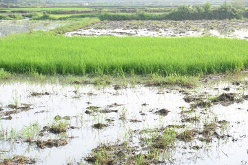 Rice nursery in the field. Growing rice nursery in the field before monsoon. paddy seedling in agriculture field. rice farming in India. Rice seedling. 
