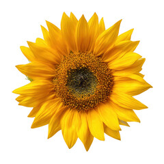 Naklejka premium Vibrant yellow sunflower bloom with detailed center isolated on transparent background