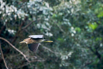 young night heron in flight