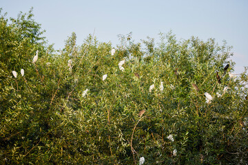 a group of white egrets on the branches of a tree