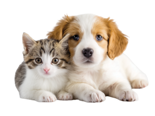 Adorable kitten and puppy cat, dog, best friends isolated on transparent background png