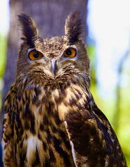 Great Horned Owl
