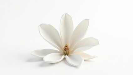 A single, delicate white magnolia flower.