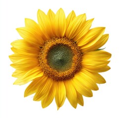 Close-up of a vibrant sunflower