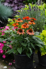 Echinacea purpurea Prima Ginger flowering in flowerpot