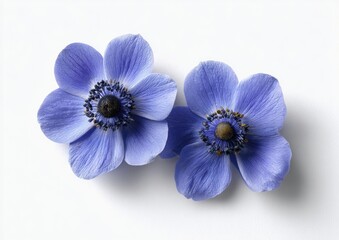 Obraz premium Two delicate, light-blue anemones against a plain white background