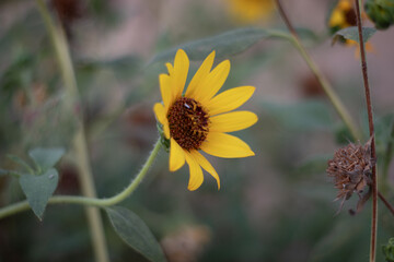 bee on sun flower